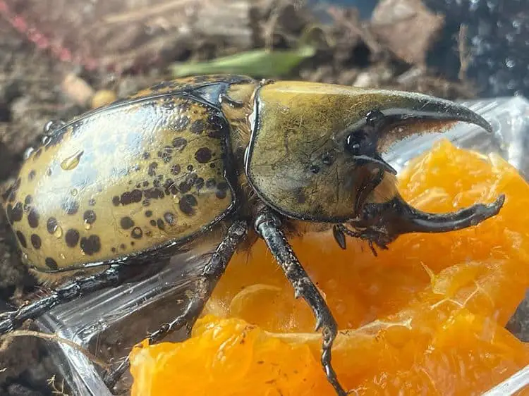 A male eastern hercules beetle feeding on fruit. Photo courtesy @yoshi_thedragon