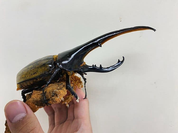 Exotic pets such as Hercules beetles are illegal to keep in certain countries without a proper permit.