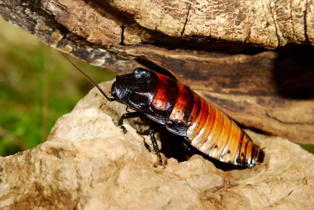 Male madagascar hissing cockroaches have 2 prominent protrusions on its thorax.