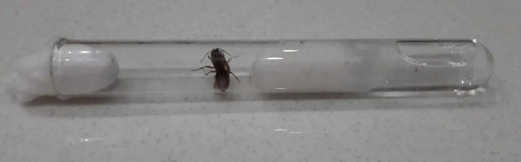 An ant alate in a test tube setup.