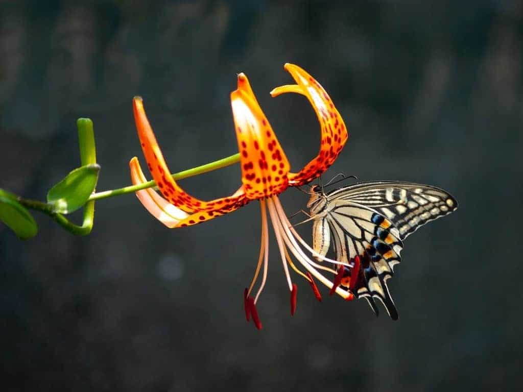 Rearing butterflies is an interesting project for kids.