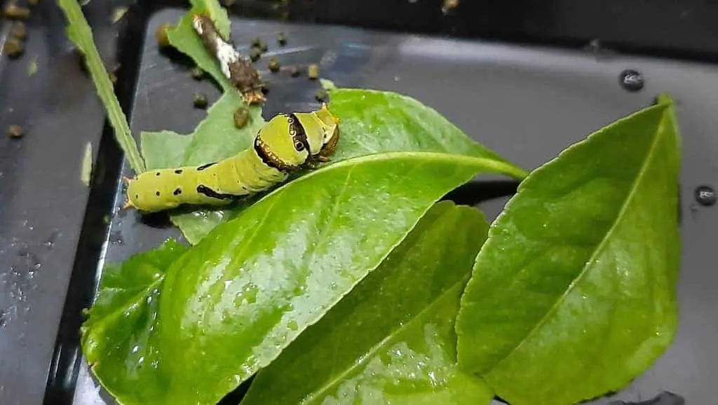 A voracious caterpillar feeding on fresh leaves in its enclosure.
