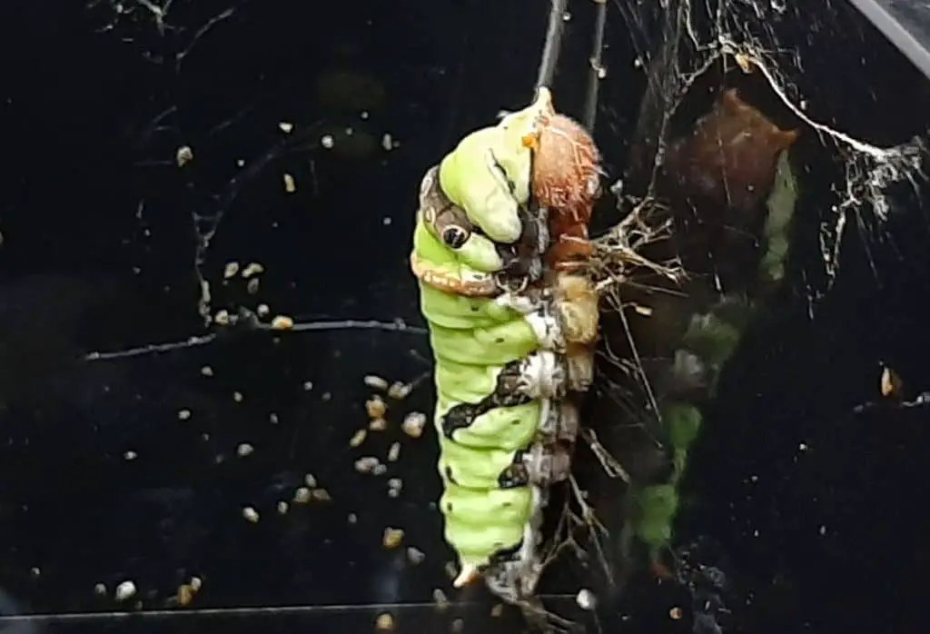 A molting caterpillar requires minimum disturbance.