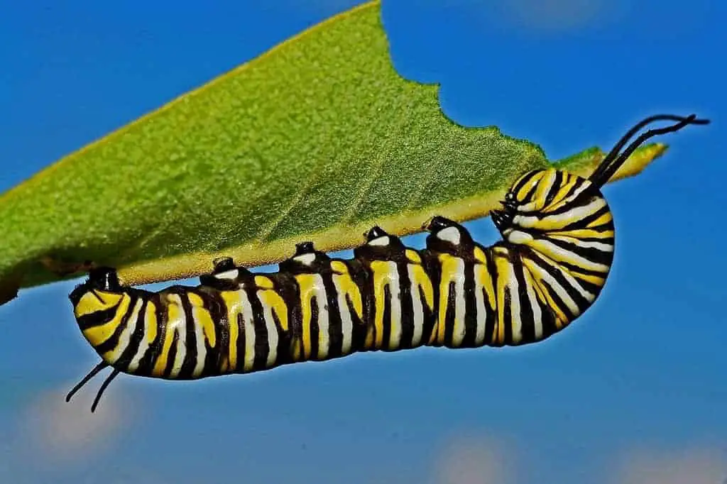 Caterpillars feed on leaves - leaf damages are inevitable in a butterfly garden.