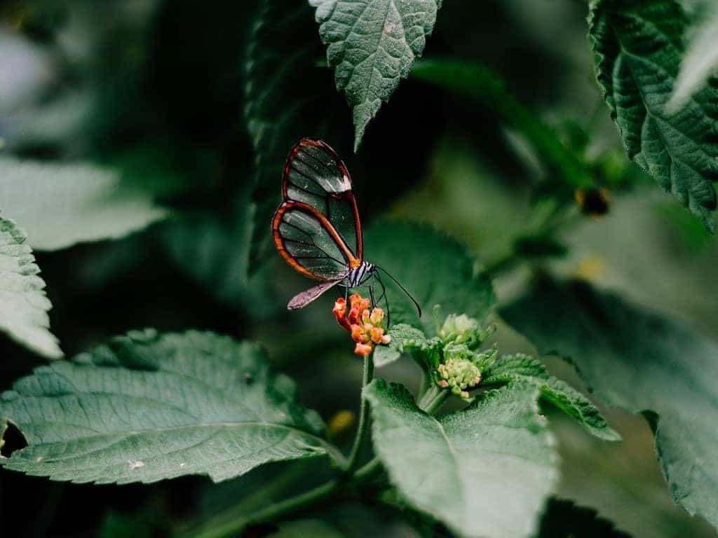 A resting glasswing butterfly found in the southern America.