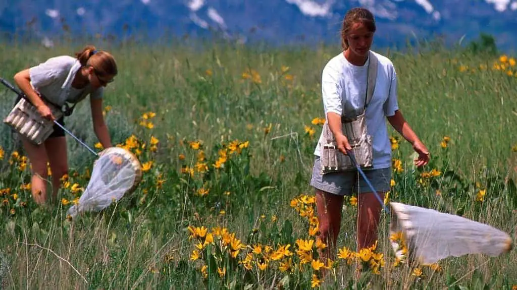 The simplest way to catch ladybugs is by sweeping the vegetation with nets.