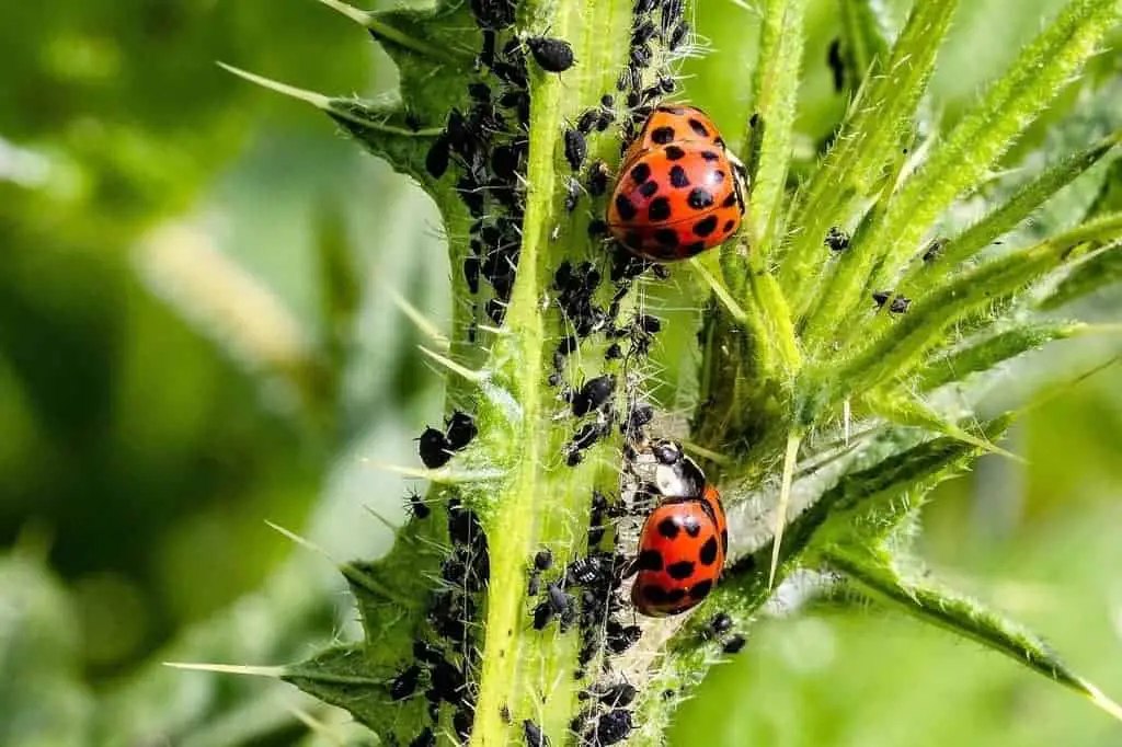Aphids are staple food for many predacious ladybugs.