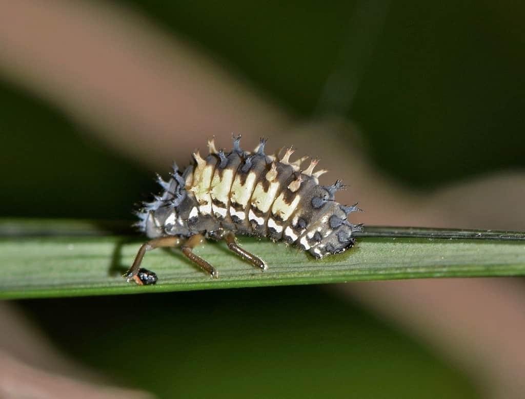 The larva of ladybugs look very different from the adult ladybugs.