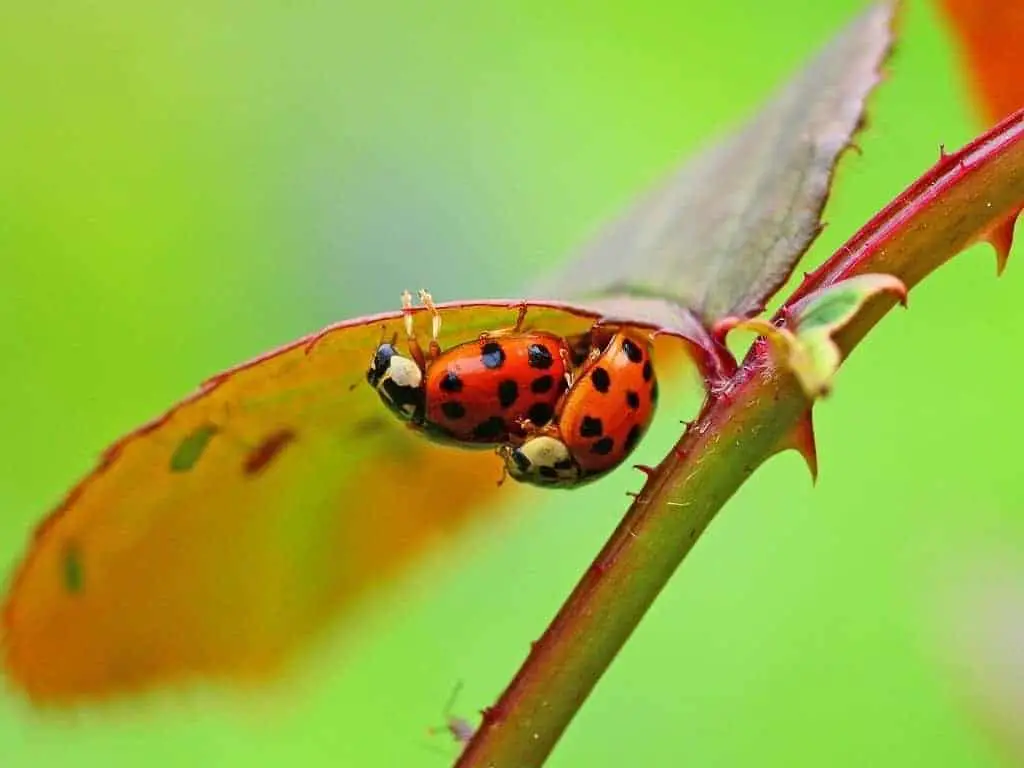 Ladybugs mating