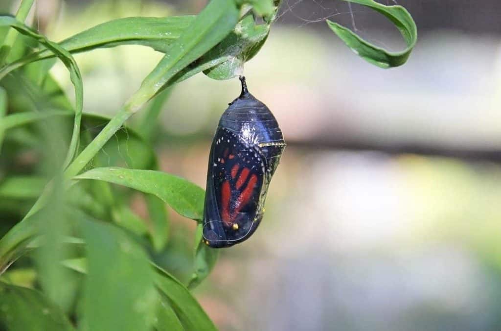 A butterfly chrysalis close to emergence.