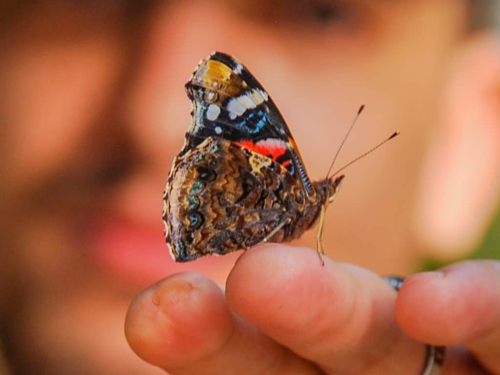 Posing with the butterflies for photography is challenging but doable.