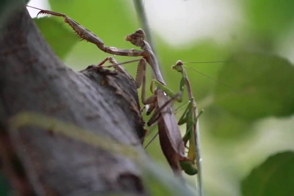 Male mantis is usually smaller in size.