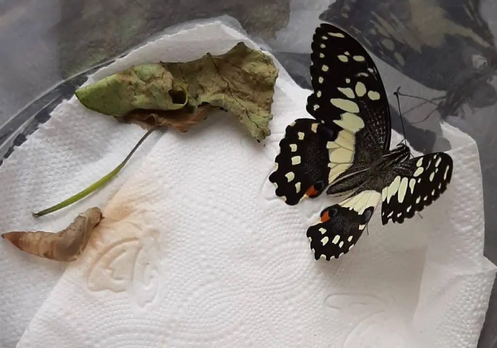 A newly emerged butterfly
