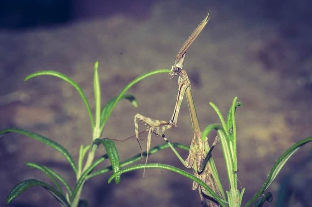 Male Empusa mantis has feathery antennas