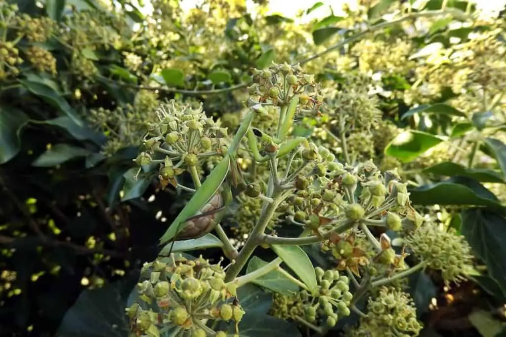 A mantis camouflage in foliage