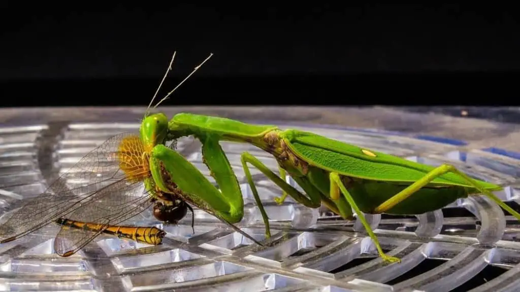 Mantises feed on other insects.