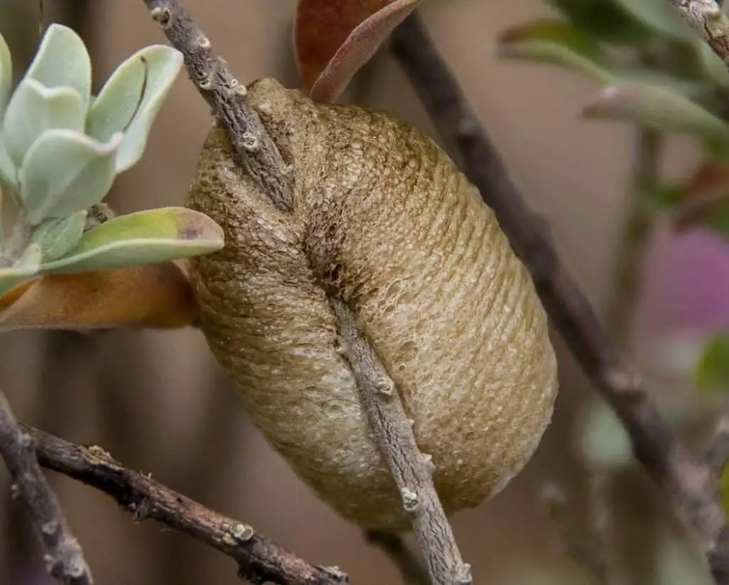 A mantis egg sac laid on branches.