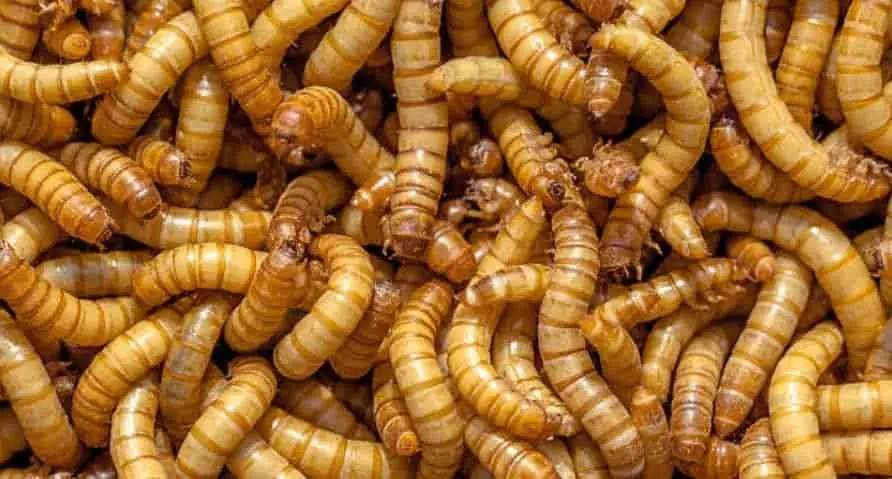 Mealworms are handy feeder insects for mantis