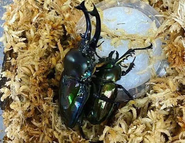 Breeding rainbow stag beetles is easy even for beginners