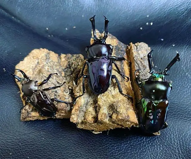 Rainbow stag beetles are stunning, and make great pets.