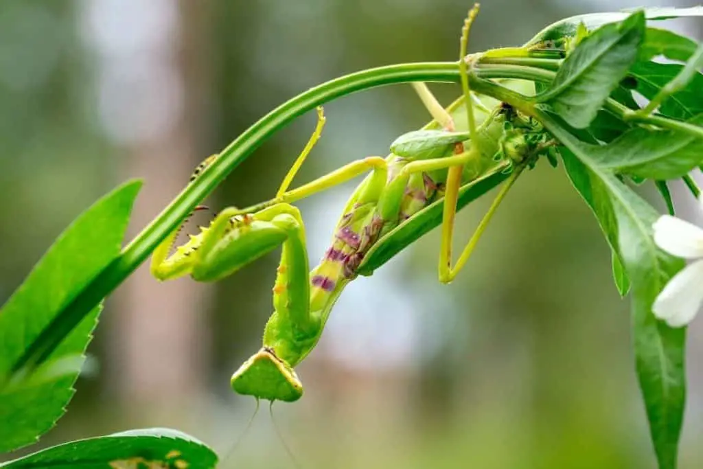 Mantises tend to rest and hunt on twigs.