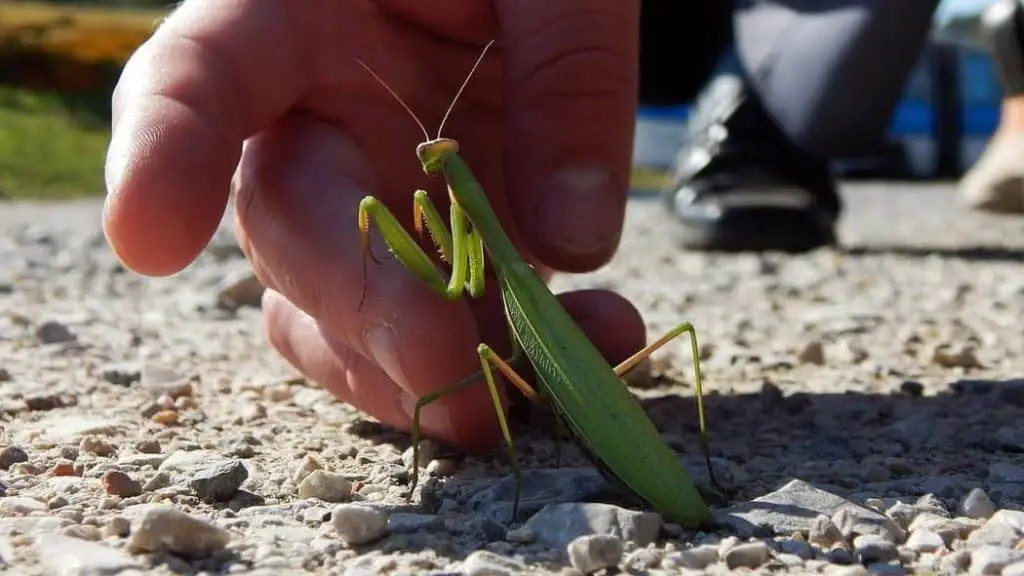 Mantises can be easily handled bare-hands.