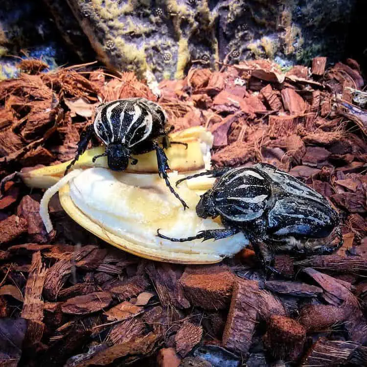 Goliath beetles feeding on a banana.