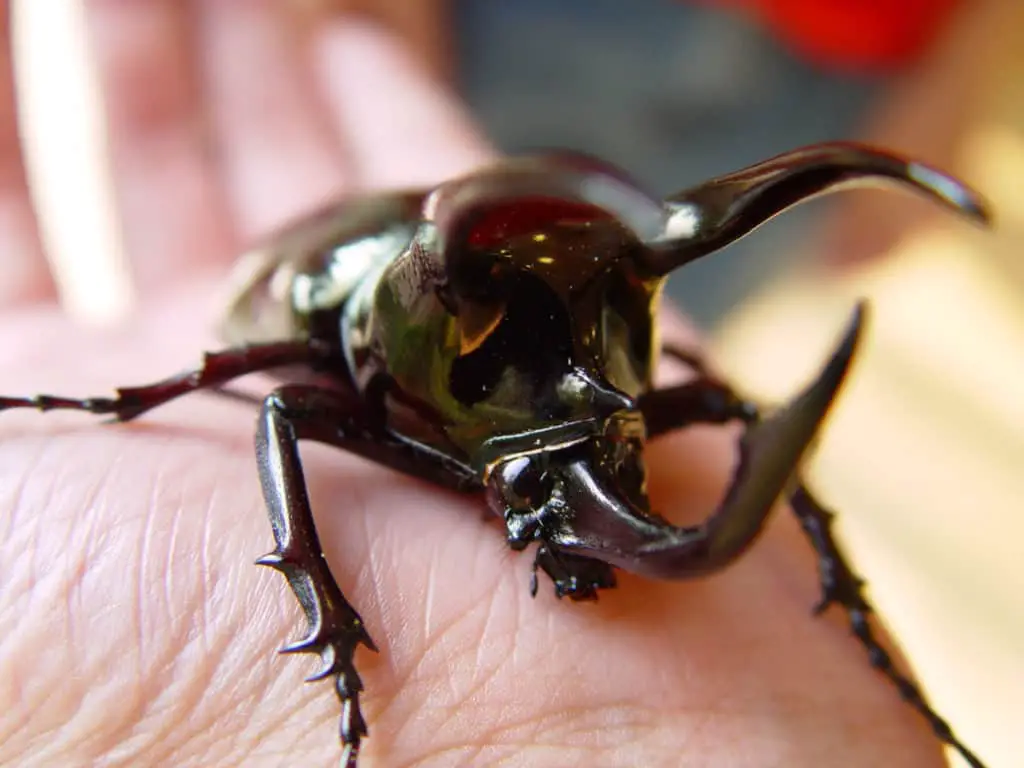 A male Atlas beetle with long horns.