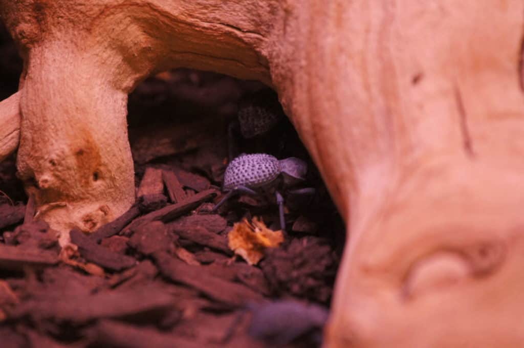 Blue death feigning beetles make good pets.