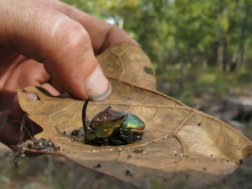 A male rainbow dung beetle