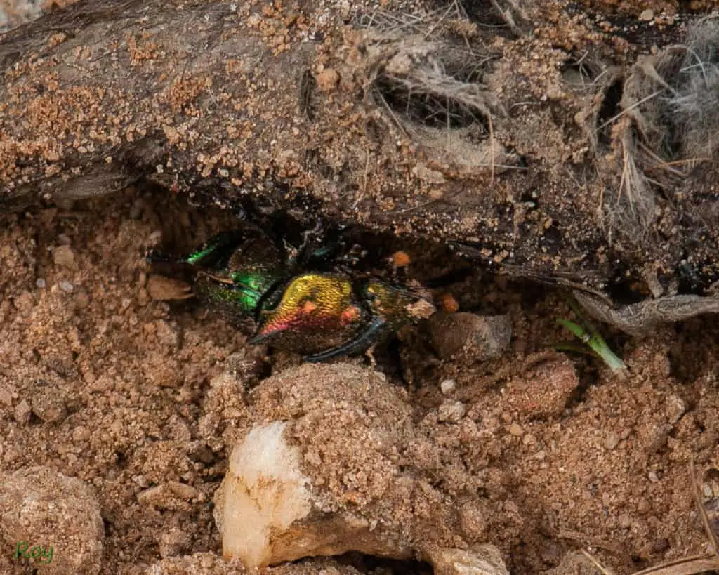 A rainbow dung beetle underneath a dung.