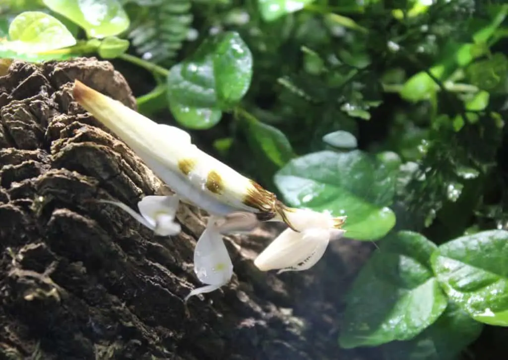 An orchid mantis, which is popular among mantis lovers.