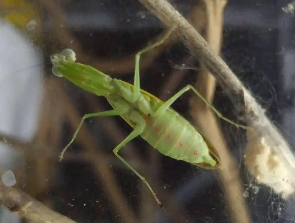 Female mantis has 6 abdominal segments.