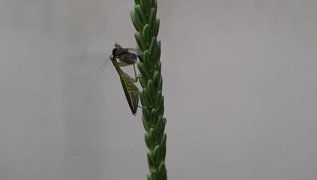 It takes a lot of work to feed carnivorous pet insects