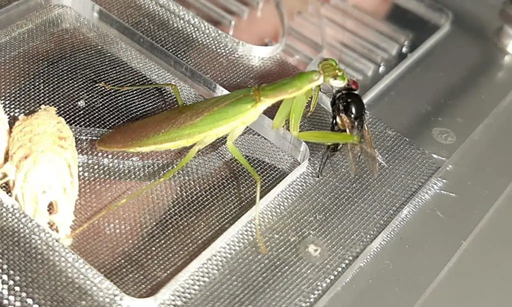 Mantis may refuse to eat if it doesn't like the food