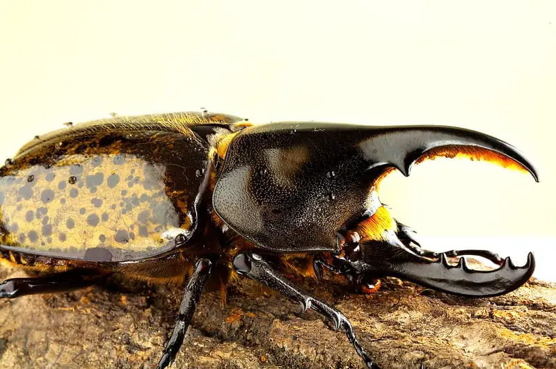 Pet beetles such as the Hercules beetles are expensive insect pets.