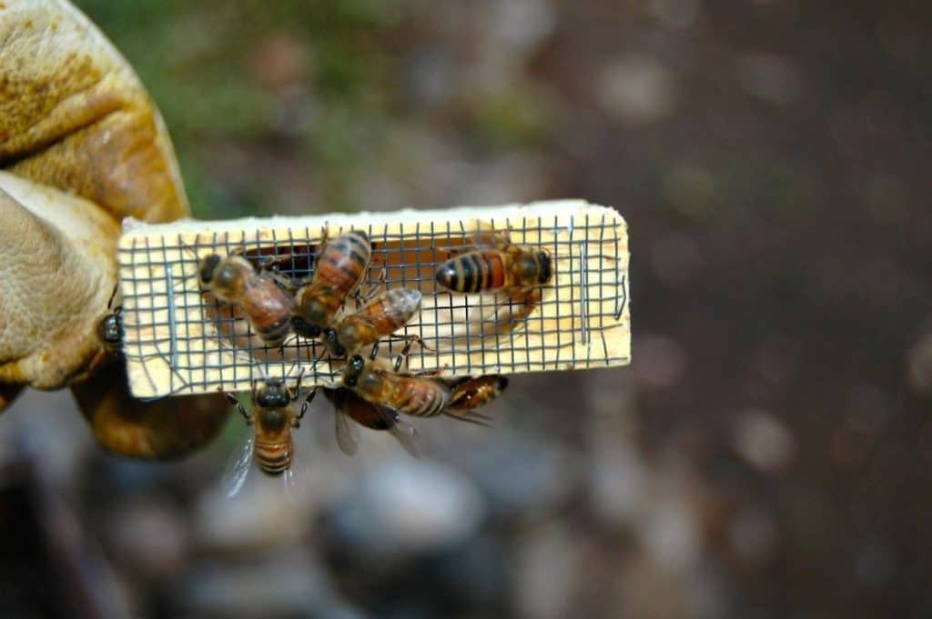 The new queen is kept in a queen cage.