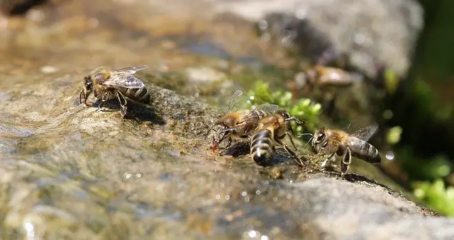 Bees collecting water.