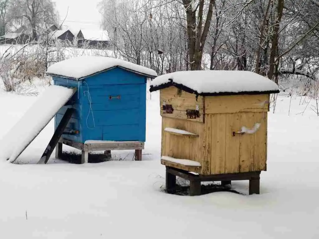 backyard beekeeping in winter