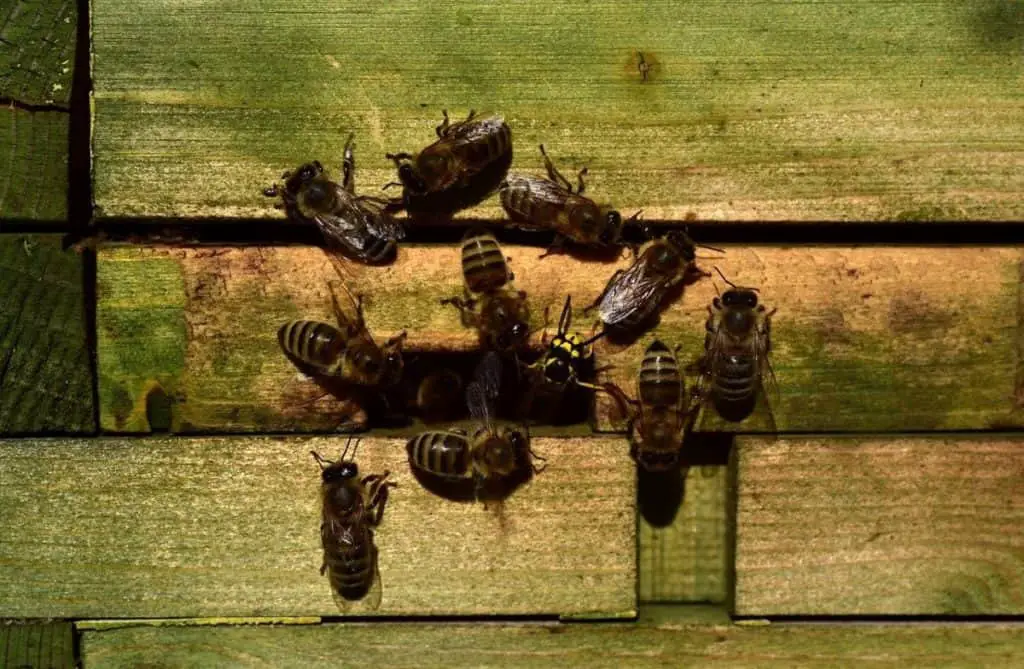 Entrance reducer helps the bees to defend their hive