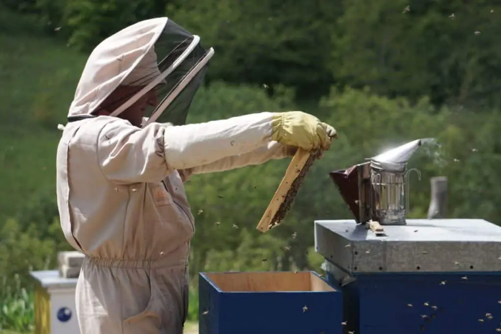 Always work on your backyard beehive with PPE and a smoker.