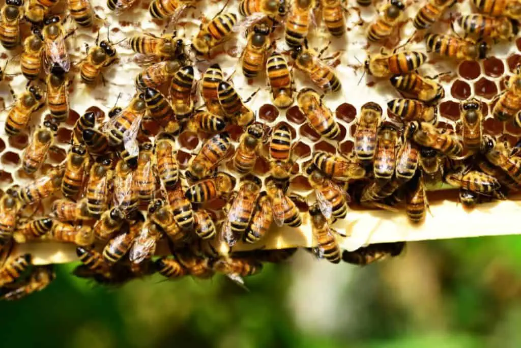 Bees working on a frame with capped and uncapped honey.