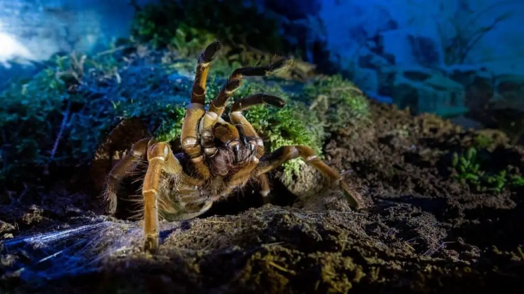 a captive tarantula in a beautiful tarantula housing