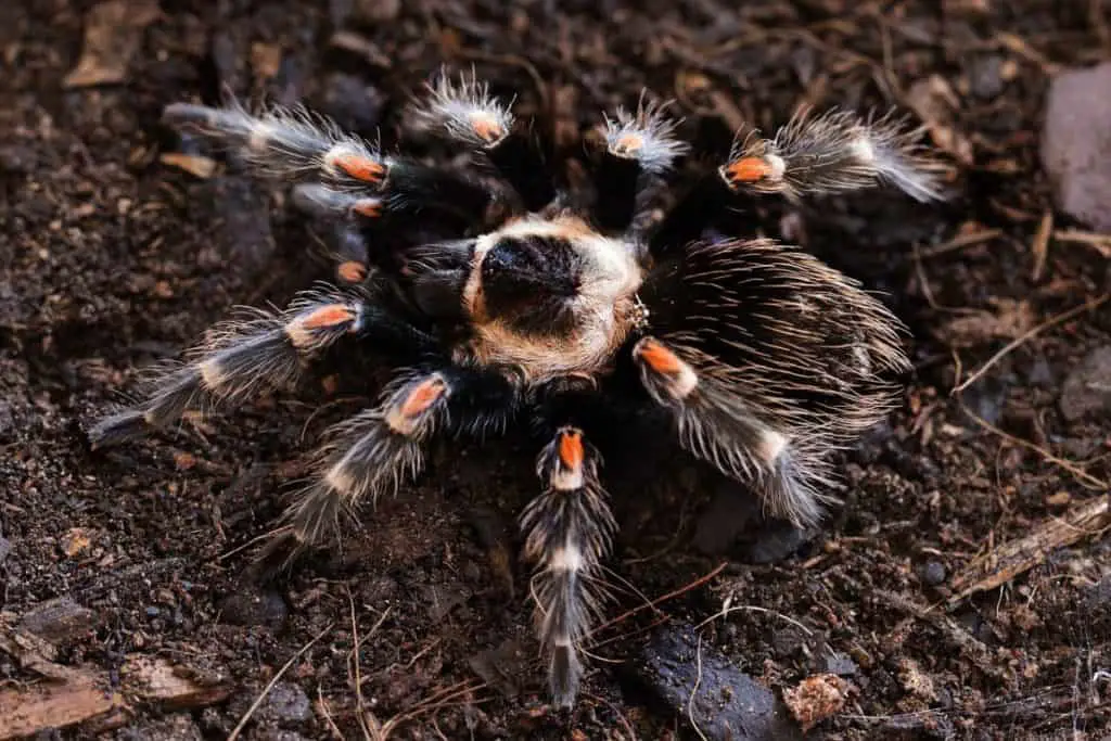 Brachypelma spp are good for beginners