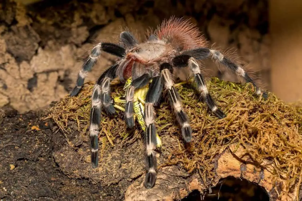 a tarantula feeding on its prey