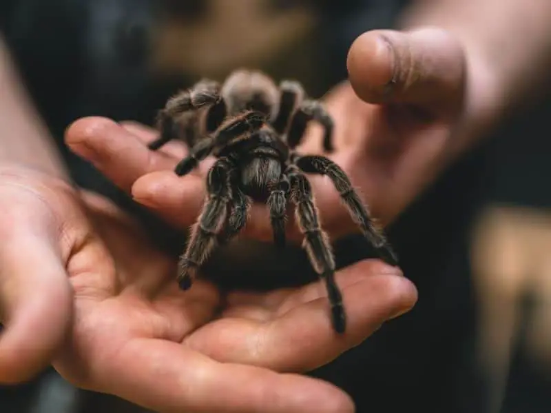 it is risky to handle tarantulas with bare hand