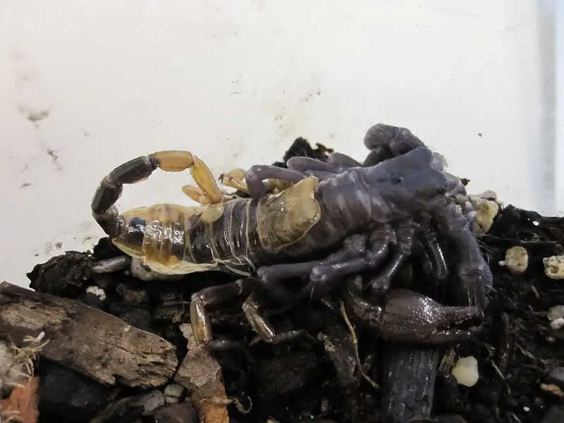 A molting emperor scorpion.