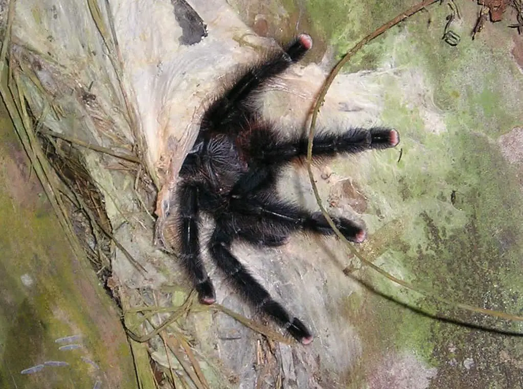 Pinktoe tarantula is one of the easiest pet tarantula to take care of.