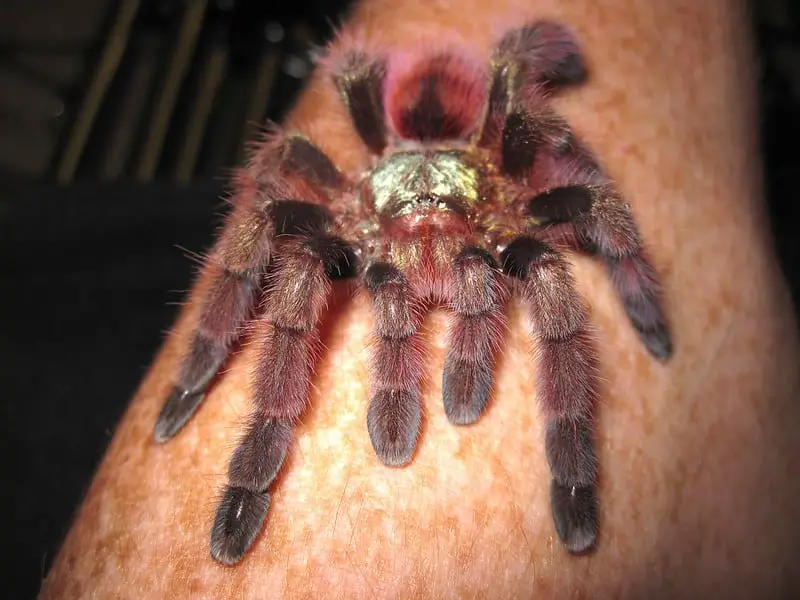 A Caribena versicolor pinktoe tarantula, which was formerly classified as Avicularia, 