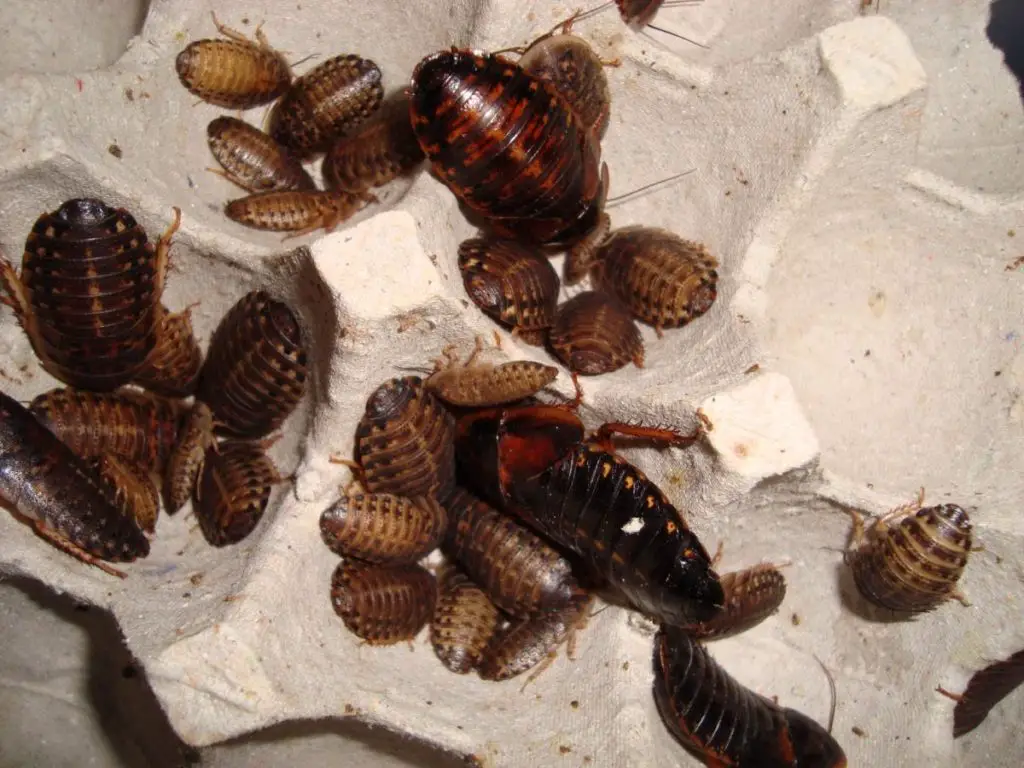 Dubia cockroach colony in egg cartons